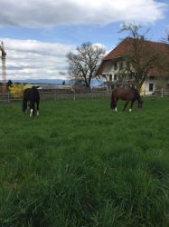 IMG Ferienferde 5925