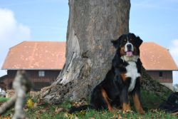 Die prächtige Mary Lou vom Hübelihof, Tochter der India vom Hübelihof und des Nanuk vom Worblenthal.