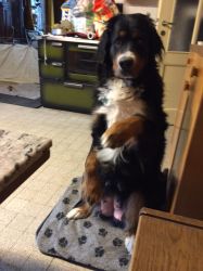 Schau mal was ich kann.............