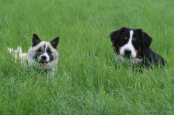 Elfi vom Hofacker mit Islandhund Captaine Darri