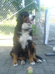 India vom Hübelihof - Sommer 2008