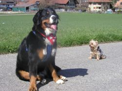 Nera vom Hübelihof - Wir sind die besten Kollegen.