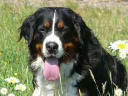 Nuana von Hübelihof