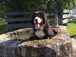 Welpe Orlando vom Hübelihof:</br> Im Hochsommer ein kühles Bad. Was will ich mehr?...