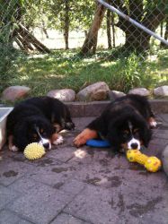 Orlando und Osiris von Hübelihof nach dem Spielen.