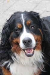 Nola Vom Huebelihof 2