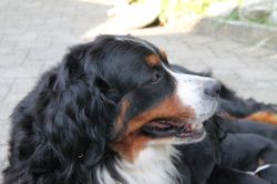 Nola Vom Huebelihof 3