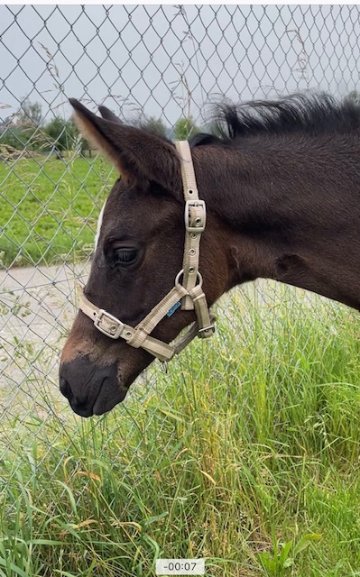 Giuliano vom Hübelihof