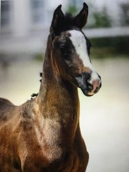 Giuliana vom Hübelihof