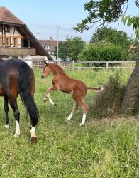 Guarda Bella vom Hübelihof in der Galopppirouette