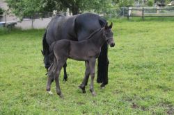 Dream Boy vom Hübelihof vergnügt sich auf der Weide.