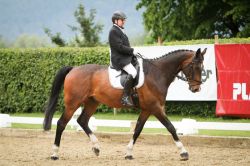 Volle Konzentration an der Dressurprüfung.