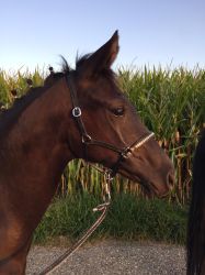 Schalina vom Hübelihof, bereit für CH-Sportfohlenchampionat Avenches