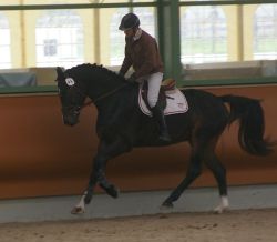 Capitain vom Hübelihof