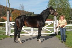 Capitain vom Hübelihof