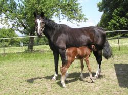 Carita vom Hübelihof