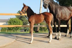 Geneva vom Hübelihof