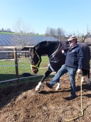 Dressurkür unberitten............Made by  Hübelihof