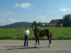 Lord Locksley vom Hübelihof