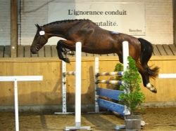 Mon Chéri vom Hübelihof