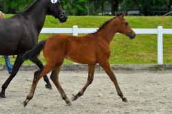 Schneeflocke vom Hübelihof
