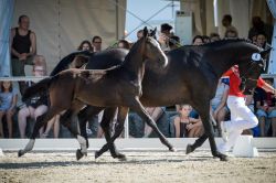 Giulia vom Hübelihof
