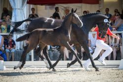 Giulia vom Hübelihof