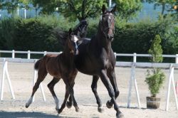 Giulia vom Hübelihof