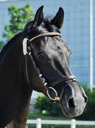 Romera vom Hübelihof