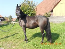 Romera vom Hübelihof