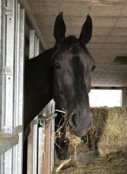 Schuona vom Hübelihof